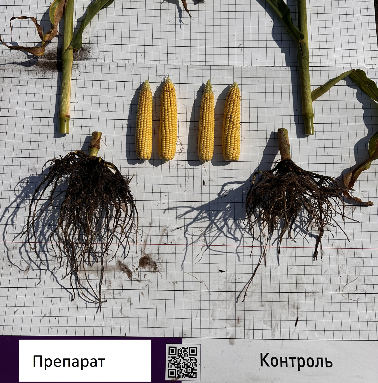  Випробування каталізатора біологічної активності ґрунту на кукурудзі